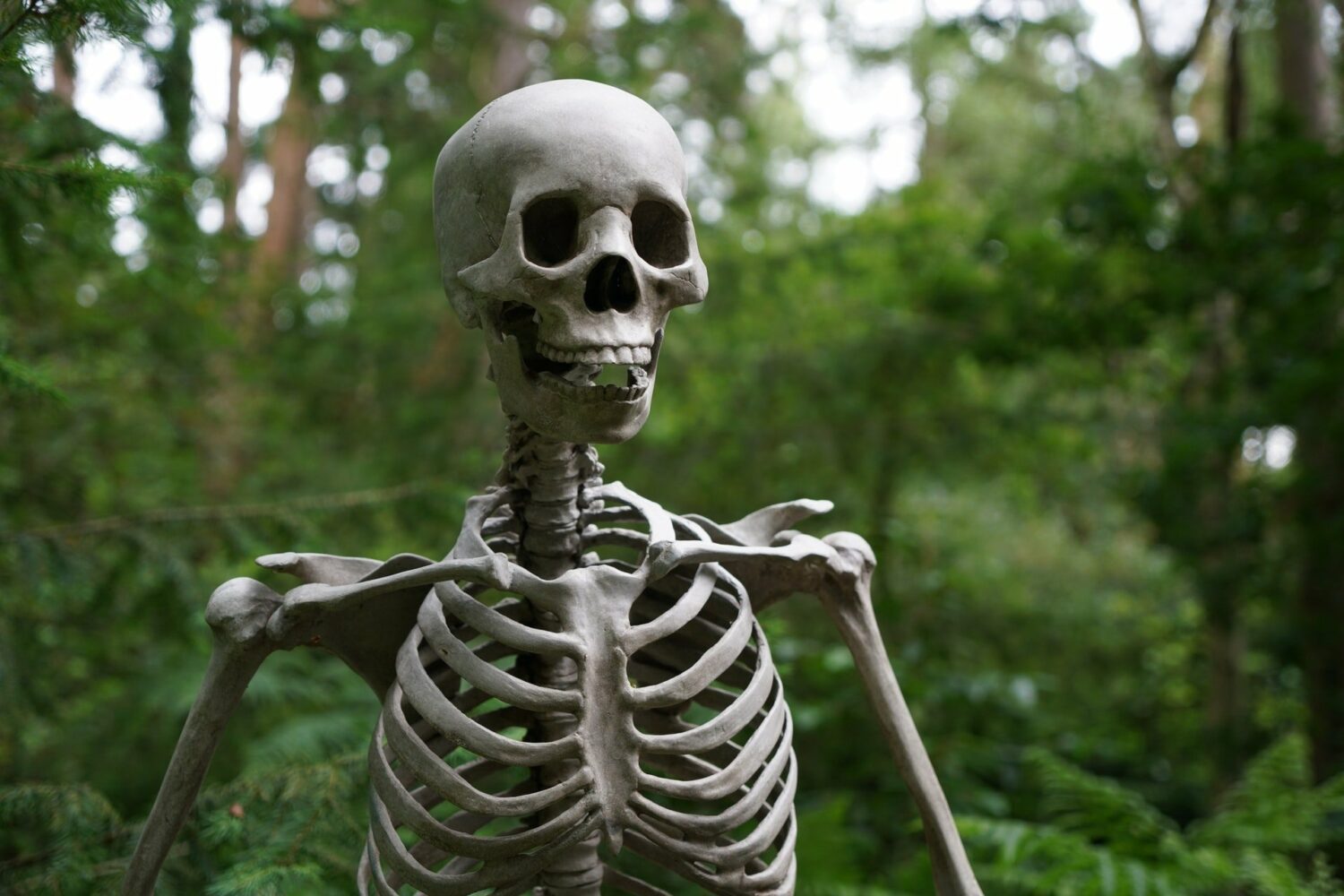 human skeleton anatomy
